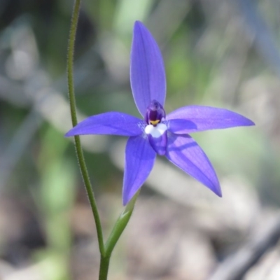 Glossodia major (Wax Lip Orchid) at Denman Prospect, ACT - 30 Sep 2020 by SandraH