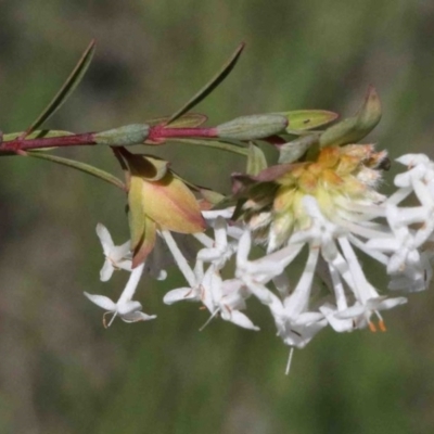 Pimelea linifolia (Slender Rice Flower) at Dryandra St Woodland - 30 Sep 2020 by ConBoekel