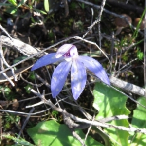 Cyanicula caerulea at Denman Prospect, ACT - suppressed