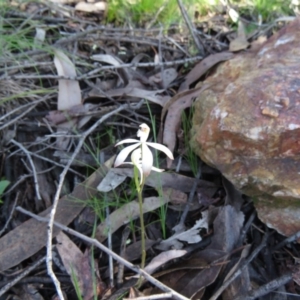 Caladenia ustulata at Denman Prospect, ACT - 1 Oct 2020