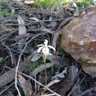 Caladenia ustulata (Brown Caps) at Denman Prospect, ACT - 1 Oct 2020 by SandraH