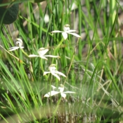 Caladenia ustulata at Denman Prospect, ACT - suppressed