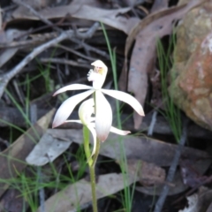 Caladenia ustulata at Denman Prospect, ACT - 1 Oct 2020