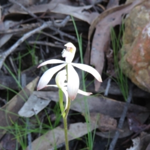 Caladenia ustulata at Denman Prospect, ACT - suppressed