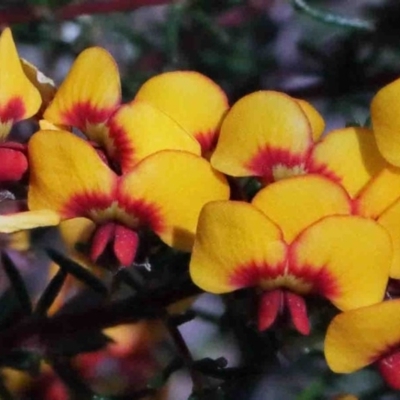 Dillwynia phylicoides (A Parrot-pea) at Dryandra St Woodland - 30 Sep 2020 by ConBoekel