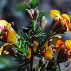 Dillwynia phylicoides at O'Connor, ACT - 1 Oct 2020