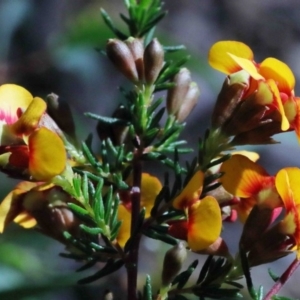 Dillwynia phylicoides at O'Connor, ACT - 1 Oct 2020