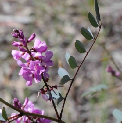 Indigofera australis subsp. australis (Australian Indigo) at Dryandra St Woodland - 30 Sep 2020 by ConBoekel