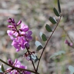 Indigofera australis subsp. australis (Australian Indigo) at O'Connor, ACT - 30 Sep 2020 by ConBoekel