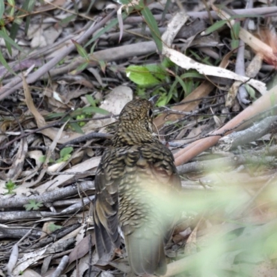 Zoothera lunulata (Bassian Thrush) at Tidbinbilla Nature Reserve - 3 Sep 2020 by DC