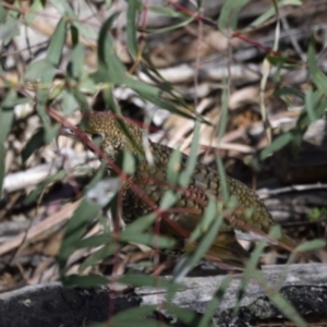 Zoothera lunulata at Paddys River, ACT - 3 Sep 2020