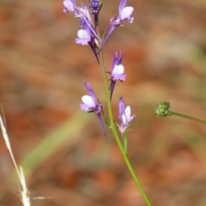 Linaria arvensis at Denman Prospect, ACT - 1 Oct 2020