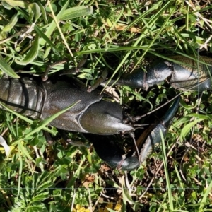 Cherax destructor at Holt, ACT - 1 Oct 2020