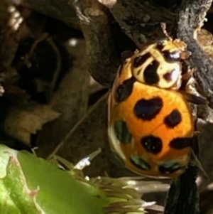 Harmonia conformis at Hughes, ACT - 1 Oct 2020 12:58 PM