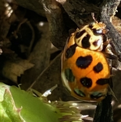 Harmonia conformis (Common Spotted Ladybird) at Red Hill to Yarralumla Creek - 1 Oct 2020 by KL