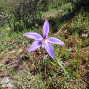 Glossodia major at Tuggeranong DC, ACT - suppressed