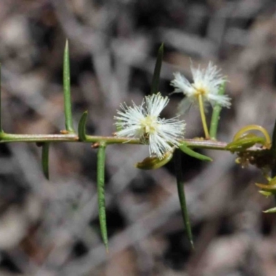 Acacia genistifolia (Early Wattle) at Dryandra St Woodland - 30 Sep 2020 by ConBoekel