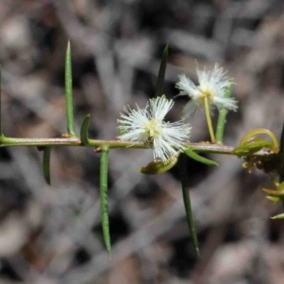 Acacia genistifolia (Early Wattle) at O'Connor, ACT - 30 Sep 2020 by ConBoekel