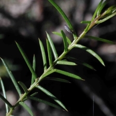 Acacia genistifolia at O'Connor, ACT - 1 Oct 2020