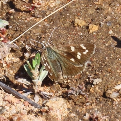 Herimosa albovenata (White-veined Sand-skipper) at Tuggeranong Hill - 1 Oct 2020 by Owen