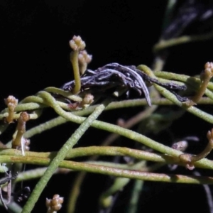 Cassytha sp. at O'Connor, ACT - 1 Oct 2020