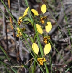 Diuris nigromontana (Black Mountain Leopard Orchid) at O'Connor, ACT - 30 Sep 2020 by ConBoekel