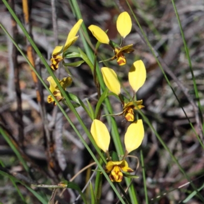 Diuris nigromontana (Black Mountain Leopard Orchid) at O'Connor, ACT - 30 Sep 2020 by ConBoekel