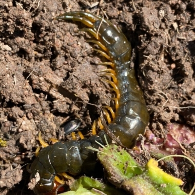Scolopendromorpha (order) (A centipede) at Red Hill to Yarralumla Creek - 1 Oct 2020 by KL