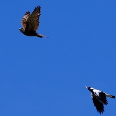 Falco berigora (Brown Falcon) at Ginninderry Conservation Corridor - 1 Oct 2020 by Kurt