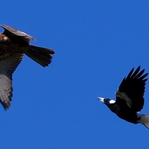 Falco berigora at Holt, ACT - 1 Oct 2020