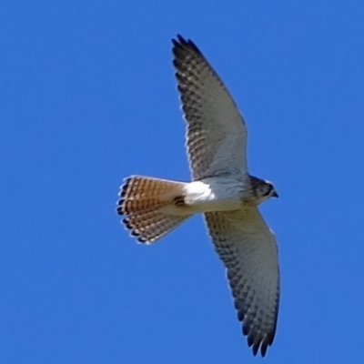 Falco cenchroides (Nankeen Kestrel) at Ginninderry Conservation Corridor - 1 Oct 2020 by Kurt