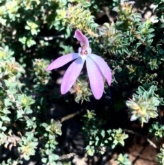 Caladenia fuscata (Dusky Fingers) at Gossan Hill - 30 Sep 2020 by goyenjudy