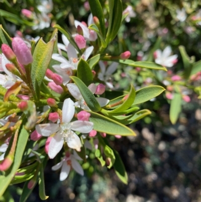 Philotheca myoporoides (Long-leaf Wax-Flower) at Hughes, ACT - 1 Oct 2020 by KL