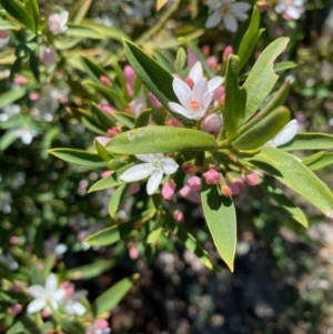 Philotheca myoporoides at Hughes, ACT - 1 Oct 2020