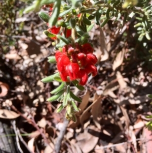 Grevillea alpina at Bruce, ACT - 30 Sep 2020