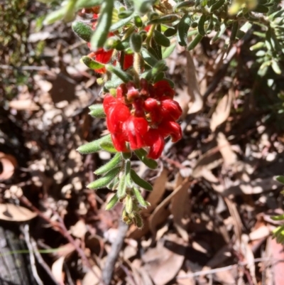 Grevillea alpina (Mountain Grevillea / Cat's Claws Grevillea) at Bruce, ACT - 30 Sep 2020 by goyenjudy