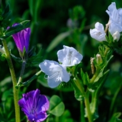 Echium plantagineum (Paterson's Curse) at Woodstock Nature Reserve - 1 Oct 2020 by Kurt