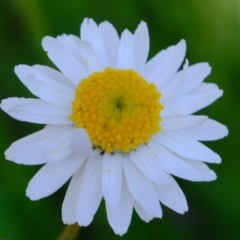 Rhodanthe anthemoides (Chamomile Sunray) at Molonglo River Reserve - 1 Oct 2020 by Kurt