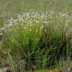 Rhodanthe anthemoides at Molonglo River Reserve - 1 Oct 2020 02:34 PM