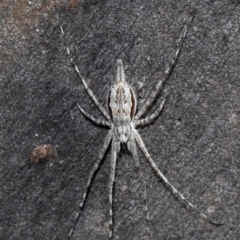 Tamopsis sp. (genus) (Two-tailed spider) at Acton, ACT - 1 Oct 2020 by Roger