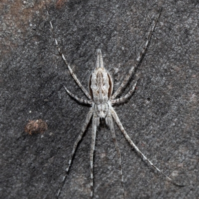 Tamopsis sp. (genus) (Two-tailed spider) at Acton, ACT - 1 Oct 2020 by Roger