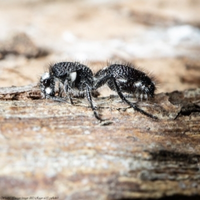 Australotilla sp. (genus) (Mutillid wasp or velvet ant) at Macgregor, ACT - 1 Oct 2020 by Roger