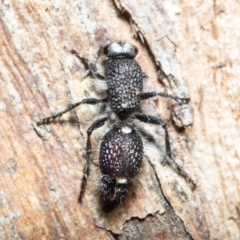 Australotilla sp. (genus) at Macgregor, ACT - 1 Oct 2020