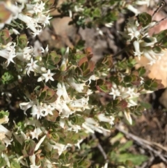 Brachyloma daphnoides (Daphne Heath) at Gossan Hill - 30 Sep 2020 by goyenjudy