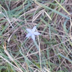 Wahlenbergia sp. (Bluebell) at Black Range, NSW - 1 Oct 2020 by MatthewHiggins