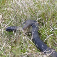 Pseudechis porphyriacus (Red-bellied Black Snake) at Black Range, NSW - 1 Oct 2020 by MatthewHiggins