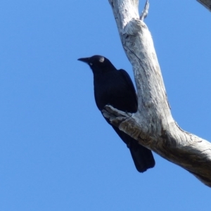 Corvus mellori at Black Range, NSW - 1 Oct 2020