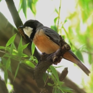 Pachycephala rufiventris at Wodonga - 1 Oct 2020