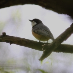 Pachycephala rufiventris at Wodonga - 1 Oct 2020