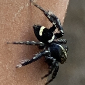 Saitis virgatus at Black Range, NSW - 1 Oct 2020